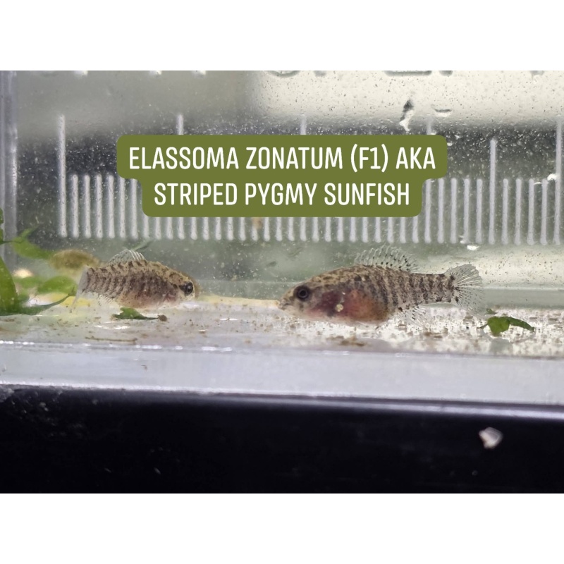 Group of 4 Elassoma zonatum (F1s, unsexed), "banded pygmy sunfish"