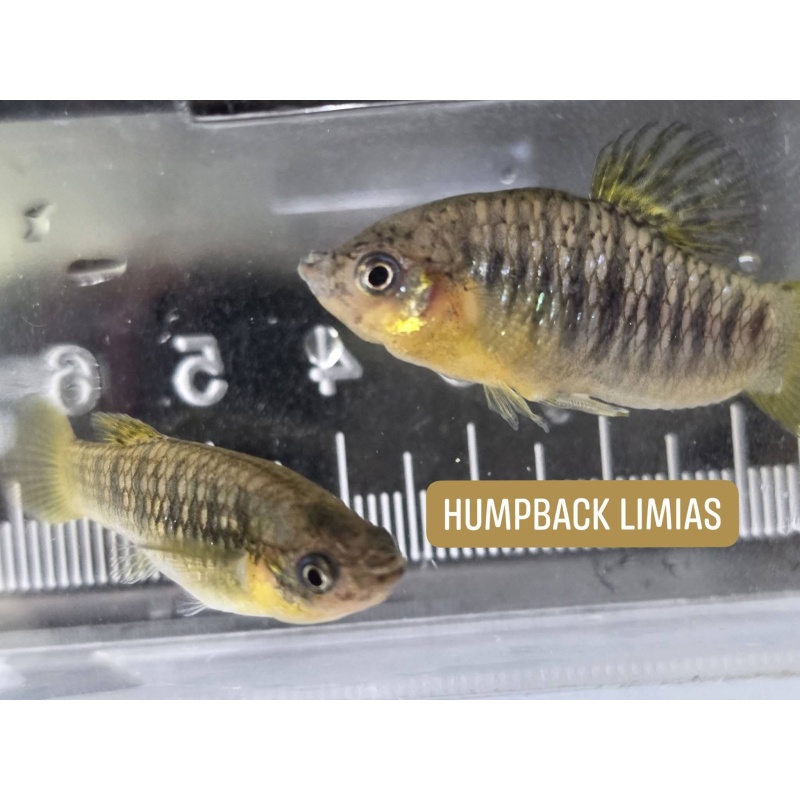 2 pairs of Limia nigrofasciata, "humpback limias"