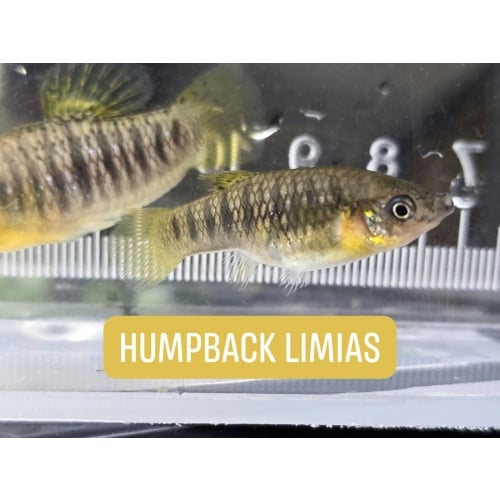 2 pairs of Limia nigrofasciata, "humpback limias"