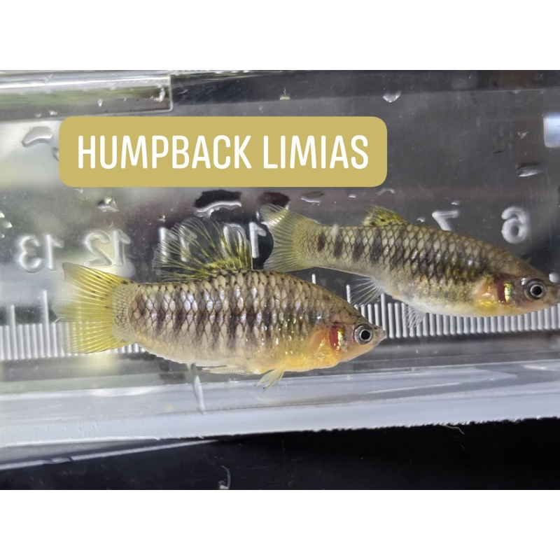 2 pairs of Limia nigrofasciata, "humpback limias"