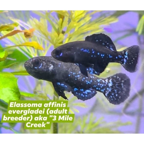 Group of 4, unsexed F1 Elassoma affinis evergladei "3 Mile Creek"