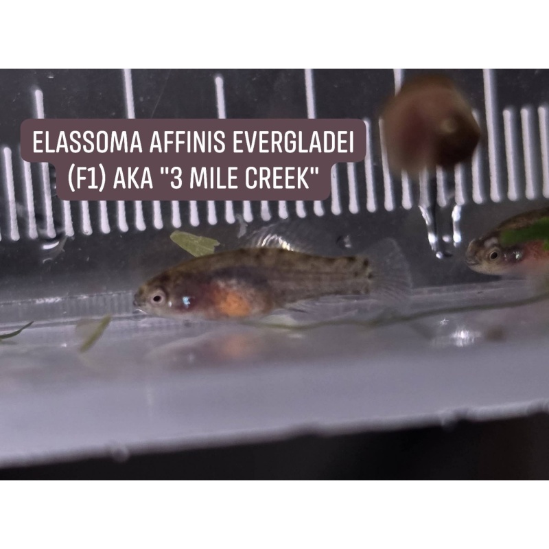 Group of 4, unsexed F1 Elassoma affinis evergladei "3 Mile Creek"