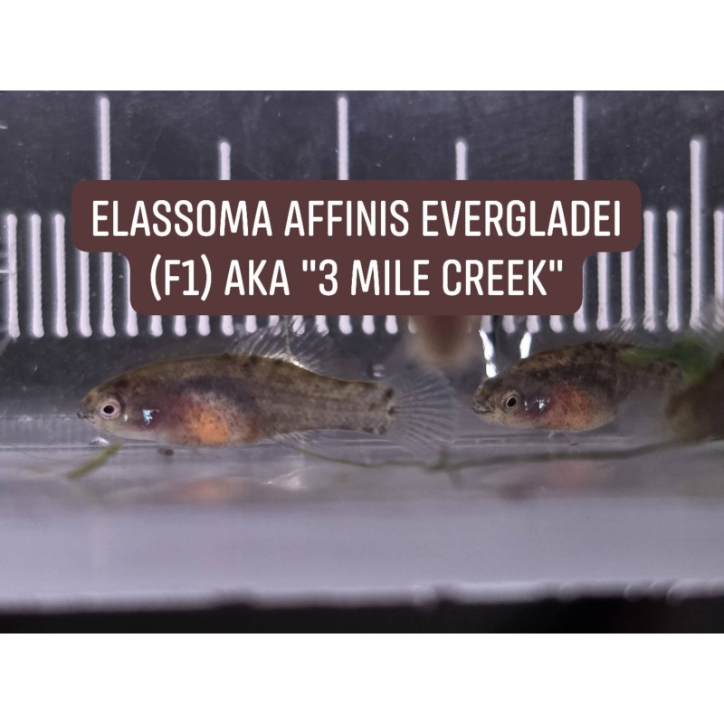 Group of 4, unsexed F1 Elassoma affinis evergladei "3 Mile Creek"