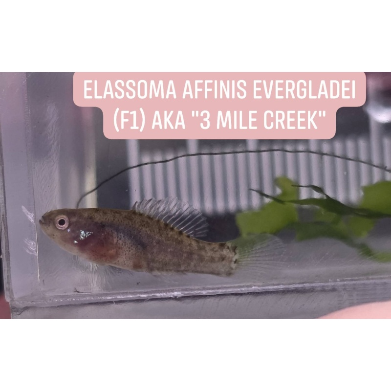 Group of 4, unsexed F1 Elassoma affinis evergladei "3 Mile Creek"