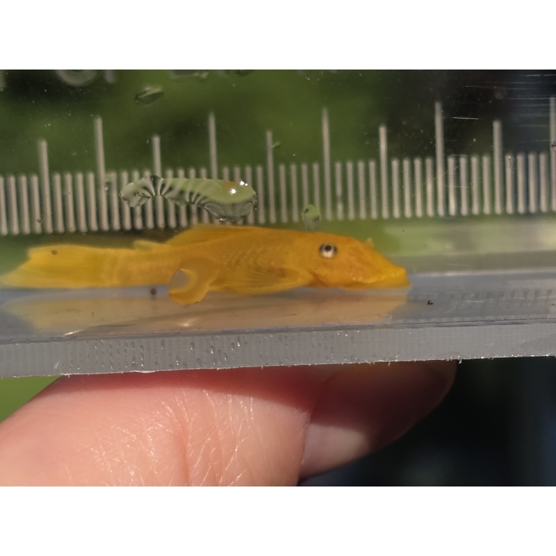Group of 6 Lemon Blue Eyed Bristlenose Plecos