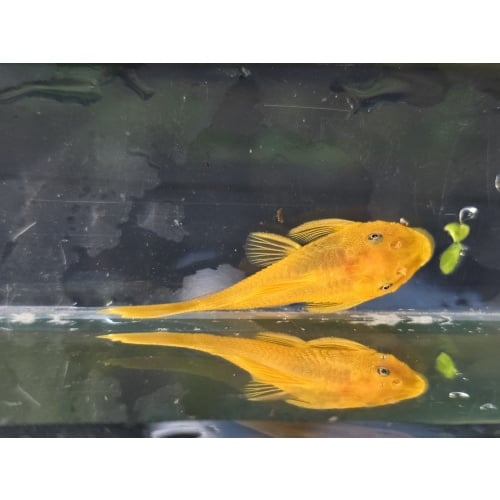 Group of 6 Lemon Blue Eyed Bristlenose Plecos
