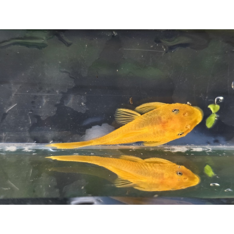 Group of 6 Lemon Blue Eyed Bristlenose Plecos