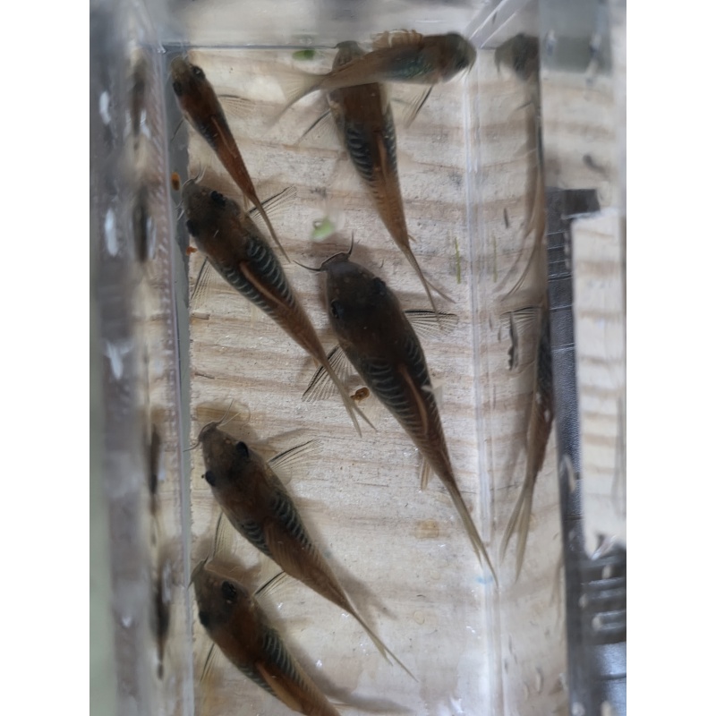Group of 6+2 Osteogaster venezuelanus, "orange venuze