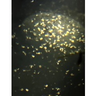 Moina starter culture - the smallest and hardiest daphnia species