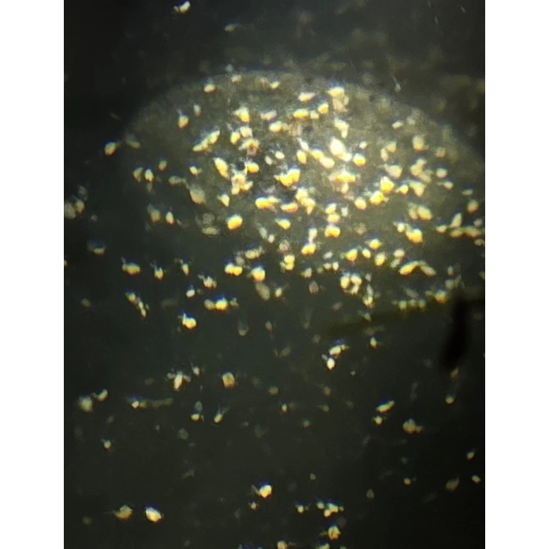 Moina starter culture - the smallest and hardiest daphnia species