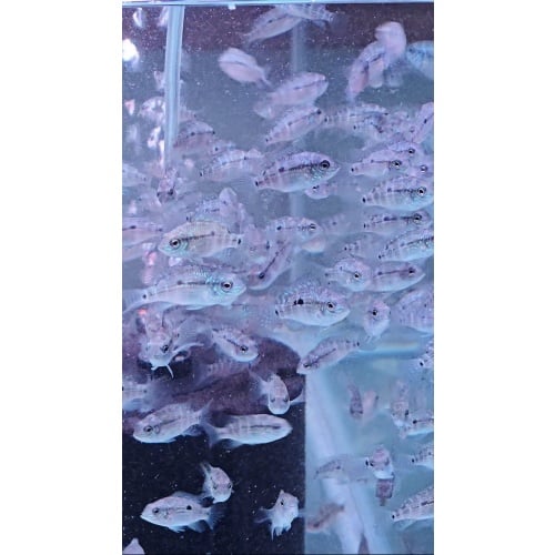 15 Baby Green Terror