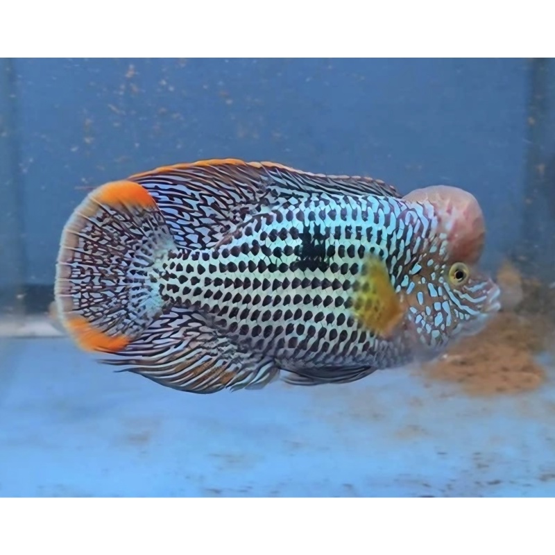 6.75 Inch Pregroomed Male Green Terror Gold Saum D3