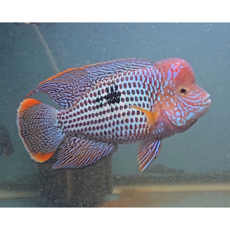 6.5" Semi SHORT BODY Male Green Terror Gold Saum