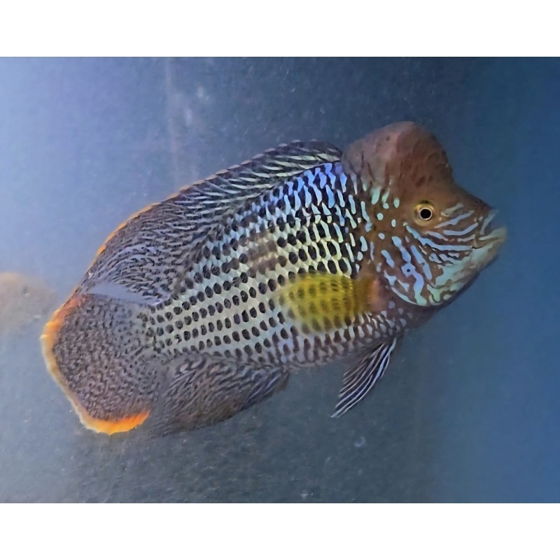 6.75 Inch Pregroomed Male Green Terror Gold Saum A4
