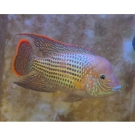 6 Inch Pregroomed Male Green Terror Gold Saum T4