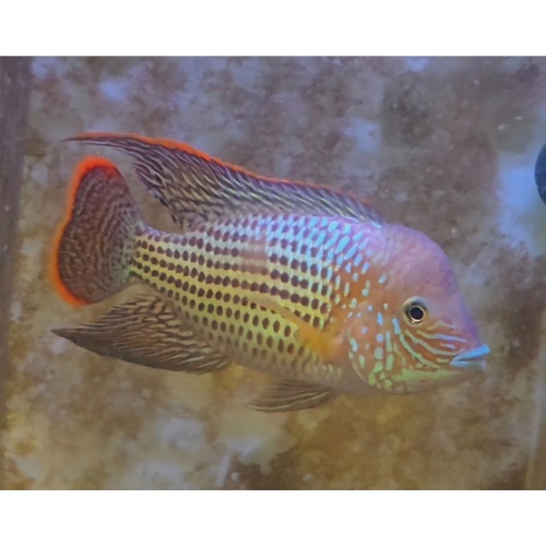 6 Inch Pregroomed Male Green Terror Gold Saum T4