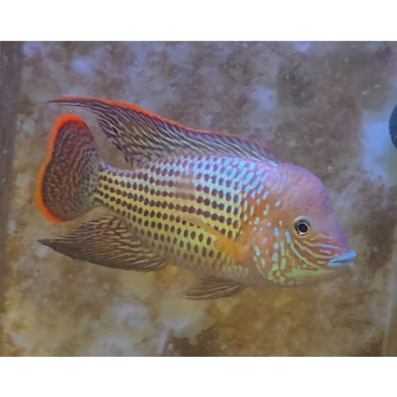 6 Inch Pregroomed Male Green Terror Gold Saum T4