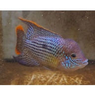 6 Inch Pregroomed Male Green Terror Gold Saum T1