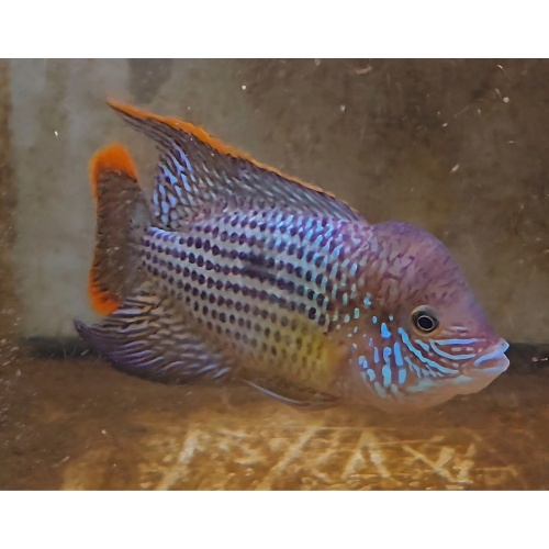 6 Inch Pregroomed Male Green Terror Gold Saum T1
