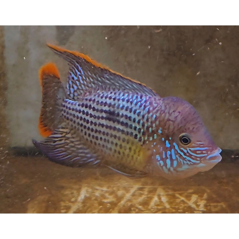 6 Inch Pregroomed Male Green Terror Gold Saum T1