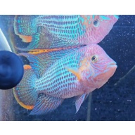 5.75 Inch Pregroomed Male Green Terror Gold Saum D4