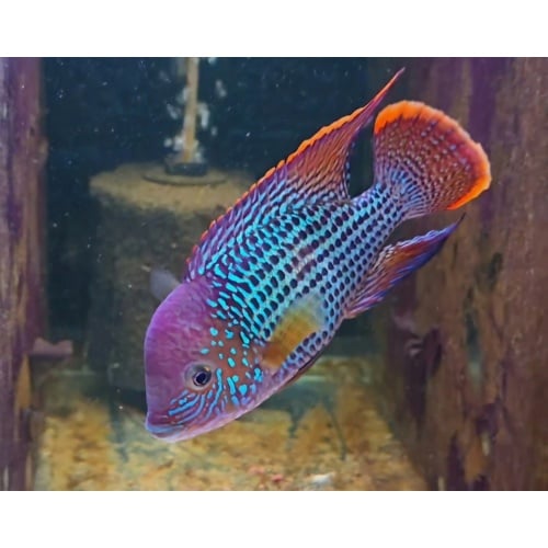 5.75 Inch Pregroomed Male Green Terror Gold Saum D3