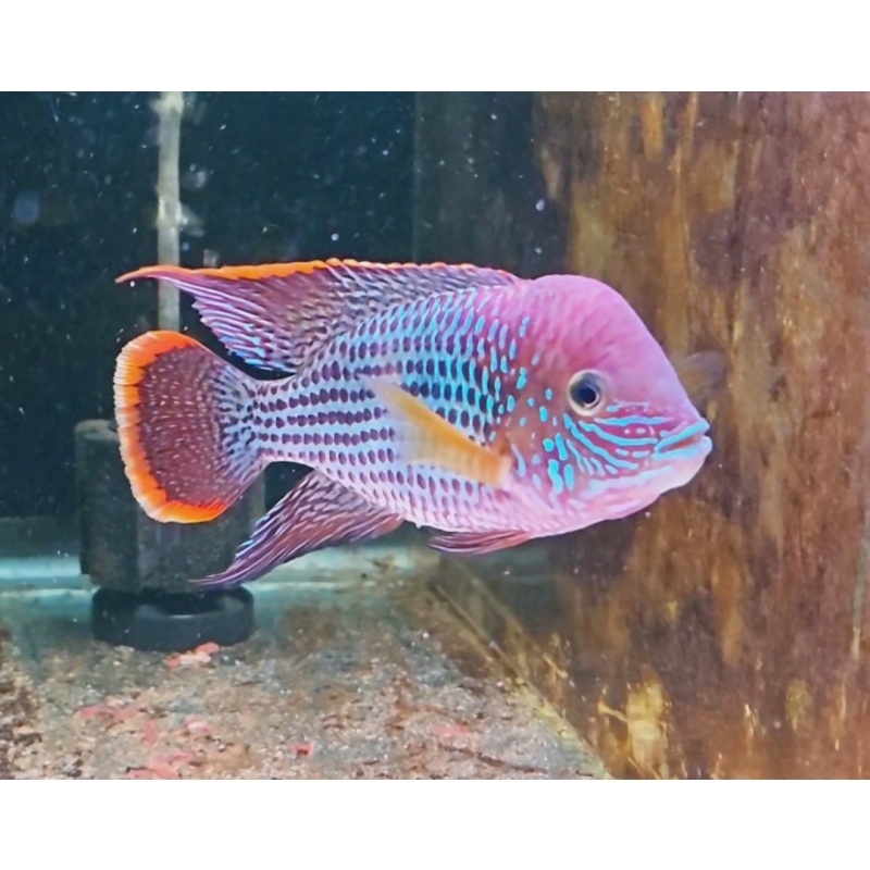 5.75 Inch Pregroomed Male Green Terror Gold Saum D1