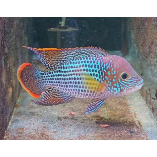 5.75 Inch Pregroomed Male Green Terror Gold Saum A4