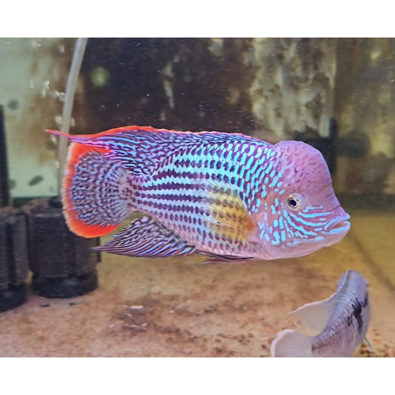 6.5" Semi SHORT BODY Male Green Terror Gold Saum