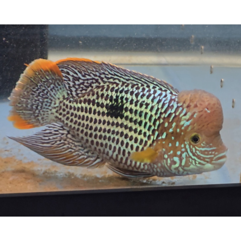 7.5" Inch Large Pregroomed Male Green Terror Gold Saum