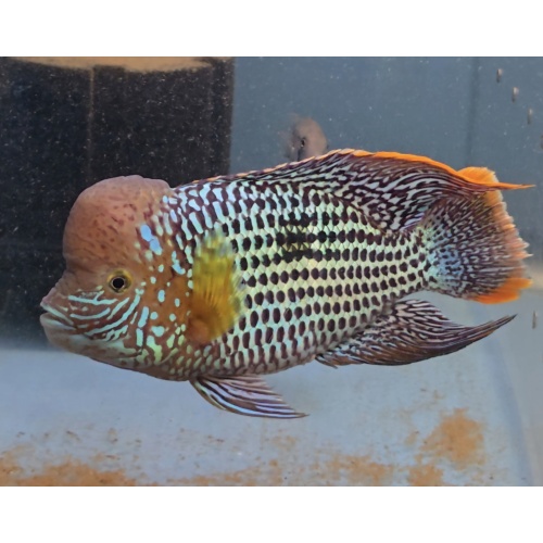 7.5" Inch Large Pregroomed Male Green Terror Gold Saum