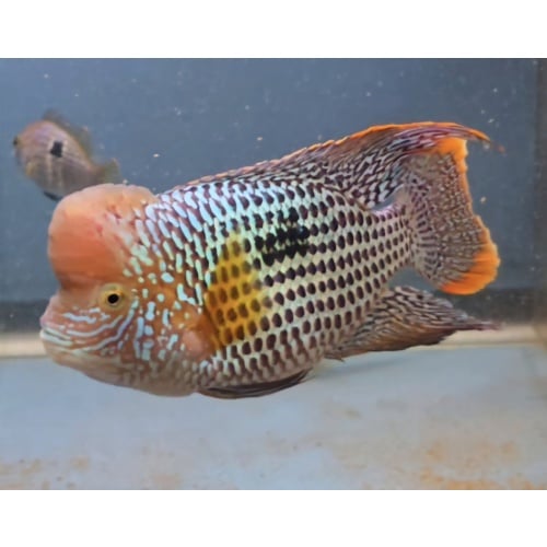 7.5" Inch Large Grade A Male Green Terror Gold Saum