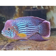 7.75" Inch Large Pregroomed Male Green Terror Silver Saum