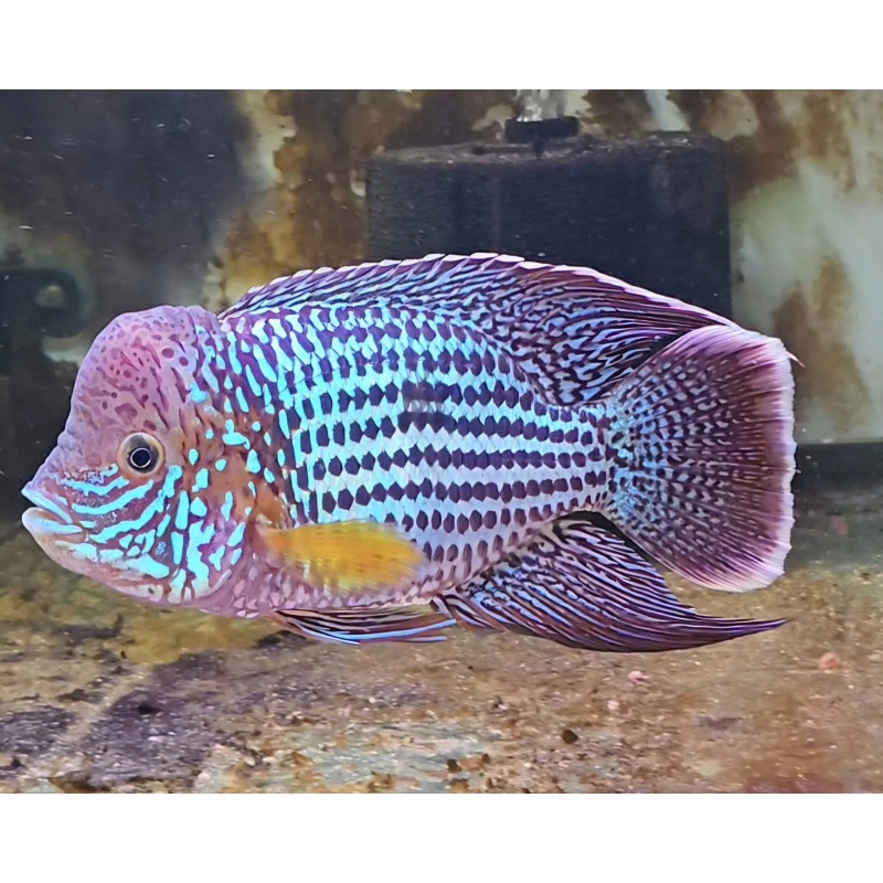 7.75" Inch Large Pregroomed Male Green Terror Silver Saum