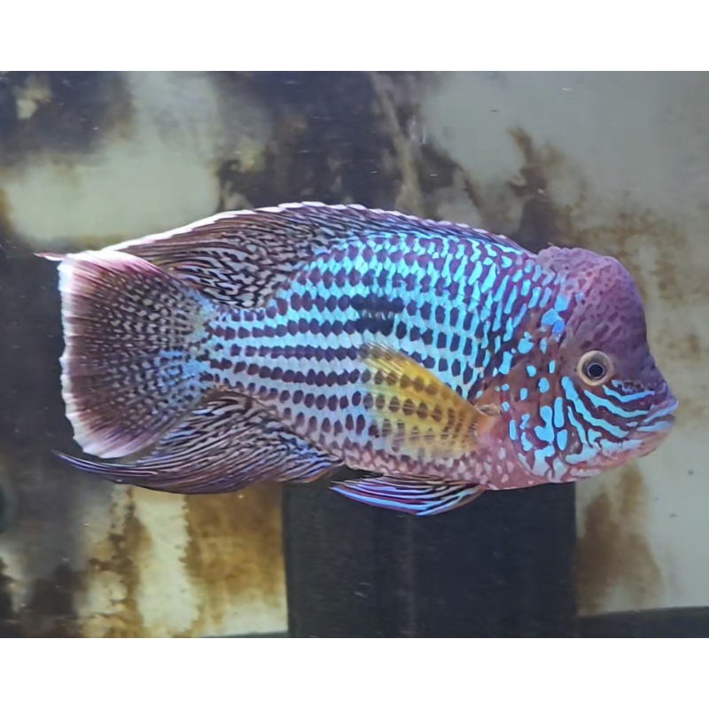 7.75" Inch Large Pregroomed Male Green Terror Silver Saum
