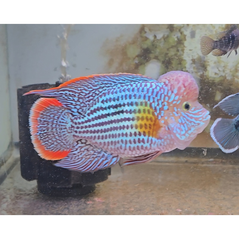 6.5" Semi SHORT BODY Male Green Terror Gold Saum
