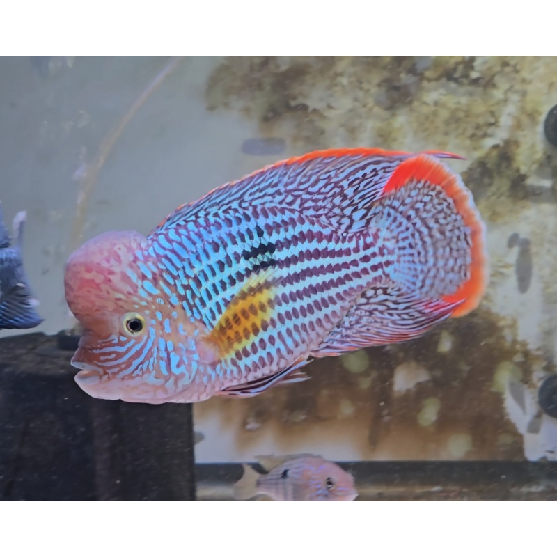6.5" Semi SHORT BODY Male Green Terror Gold Saum