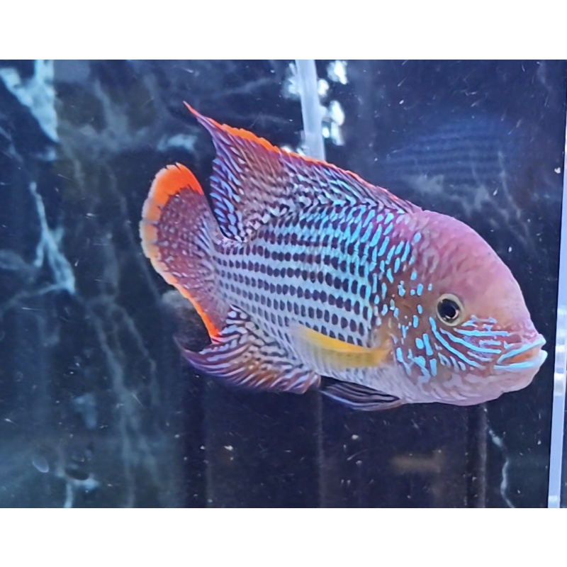 6.75 Inch Pregroomed Male Green Terror Gold Saum A4