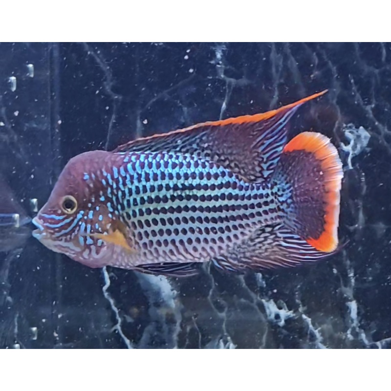 6.75 Inch Pregroomed Male Green Terror Gold Saum D1