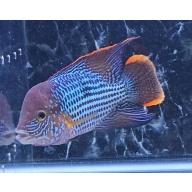 6.75 Inch Pregroomed Male Green Terror Gold Saum D3