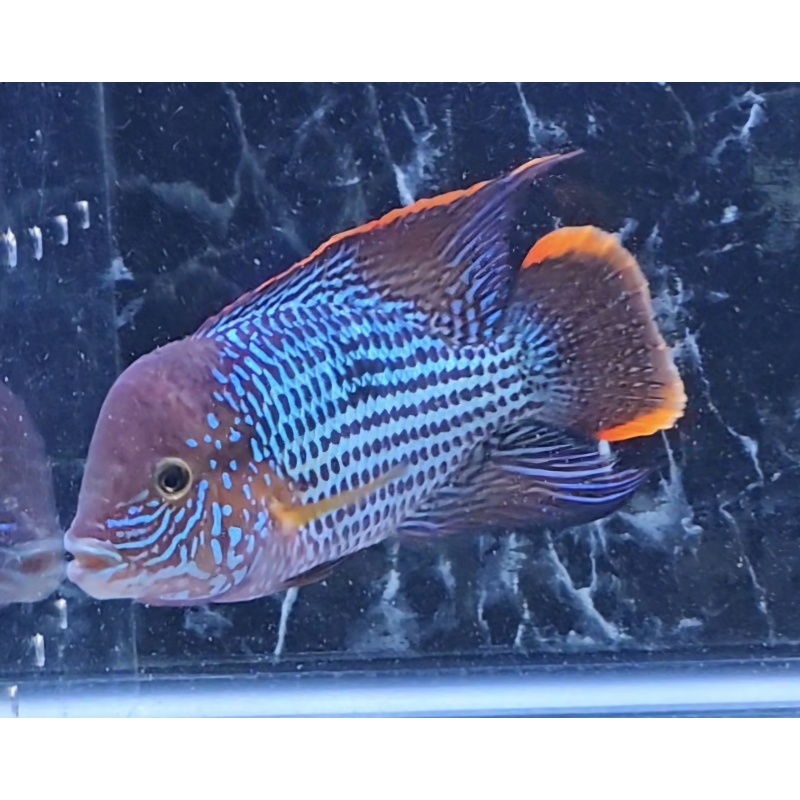 6.75 Inch Pregroomed Male Green Terror Gold Saum D3