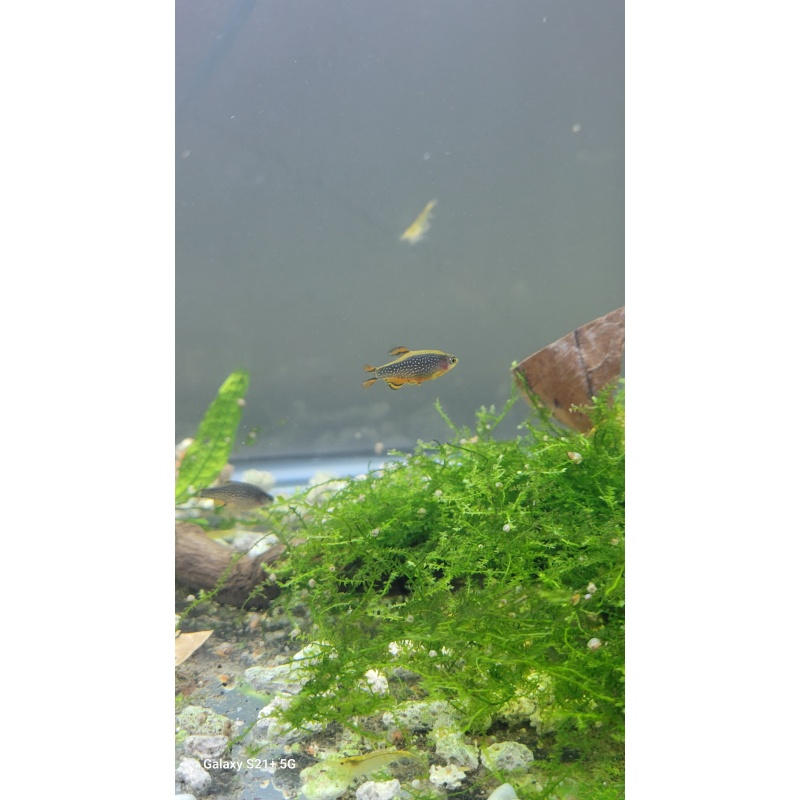 Galaxy rasboras (CPD Danios) group of 6