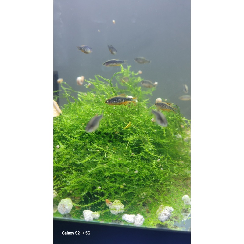 Galaxy rasboras (CPD Danios) group of 6