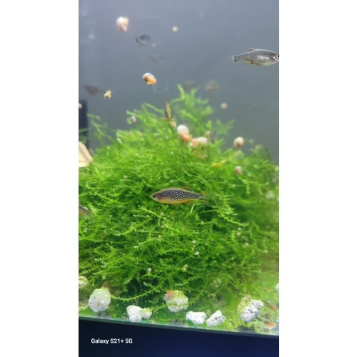 Galaxy rasboras (CPD Danios) group of 6