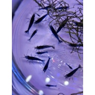20+ Blue Dream Neocaridina Shrimp