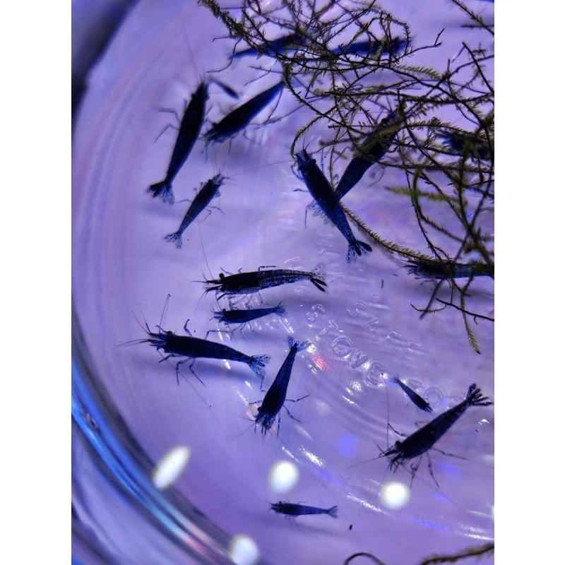 20+ Blue Dream Neocaridina Shrimp