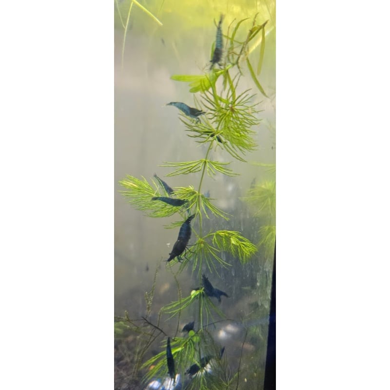 20+ Blue Dream Neocaridina Shrimp