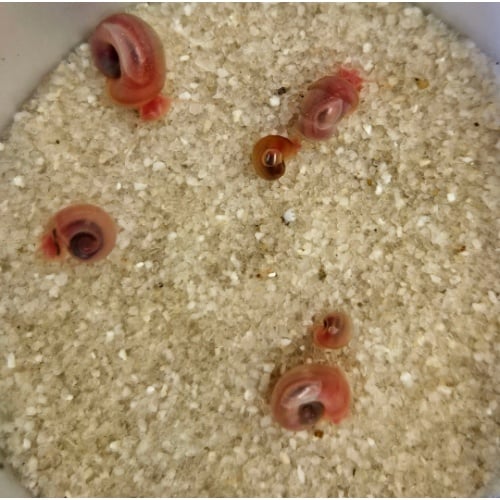 Pink Ramshorn Snails 10+