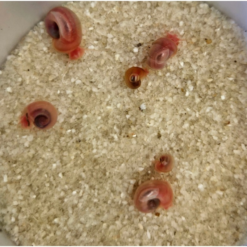 Pink Ramshorn Snails 10+