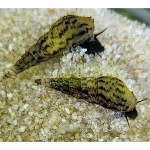 Malaysian Trumpet Snails 10+